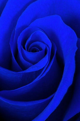 100 Semillas De Rosas Azul Aromáticas Más Envío.