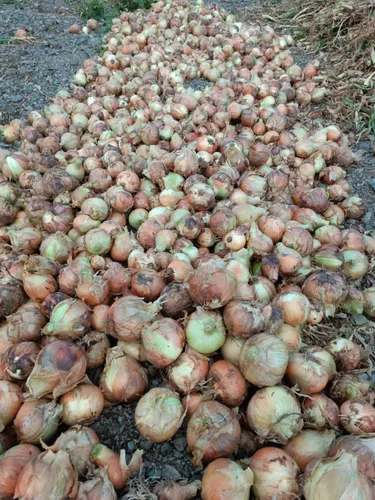 Semilla De Cebolla 3588 F1