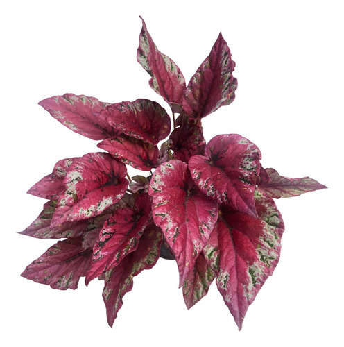 Begonia Rex Avermelhada Planta Natural Folhagem Exotica