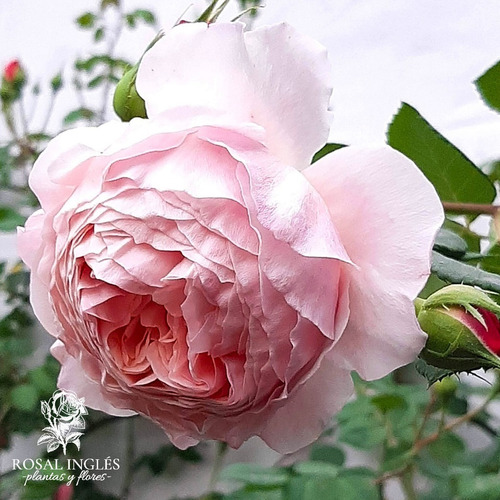 Planta Rosal Rosa Inglesa William Morris