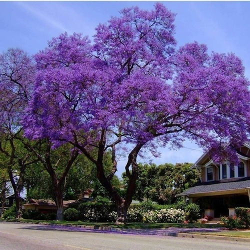 Imagen 1 de 2 de Semillas De Guayacan Morado Por 50 Unidad
