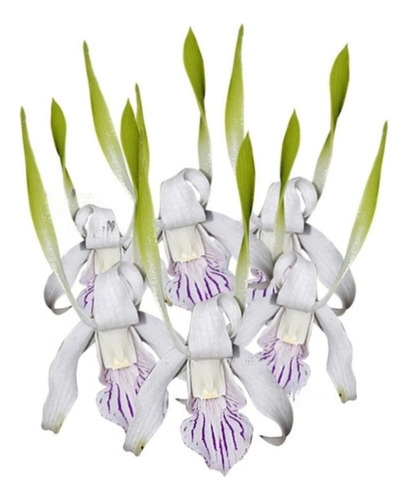 Orquídea Dendrobium Antennatum Planta Adulta Com Vaso Nº15