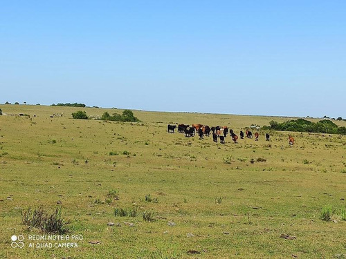 Se Venden 236 Hectáreas, Sobre Ruta 7, Entre Batlle Y Ordóñez Y Valentines. Campo De Sierra, Con Aptitud Ganadero Forestal.