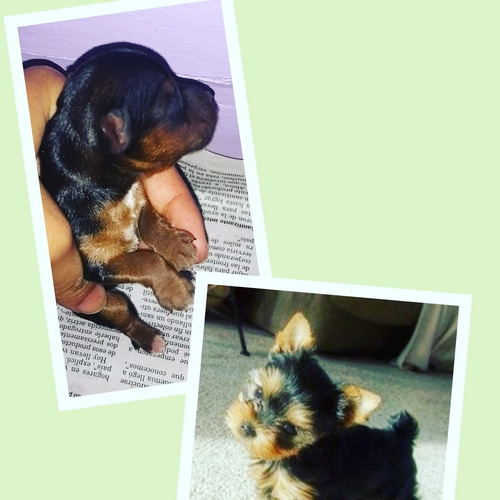 Perros Yorkshire Terrier Mini