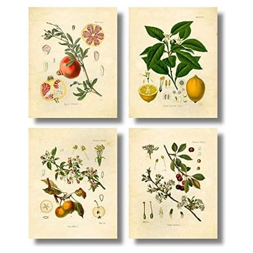 Impresiones Botánicas Vintage | Arte De Pared De Fruta...