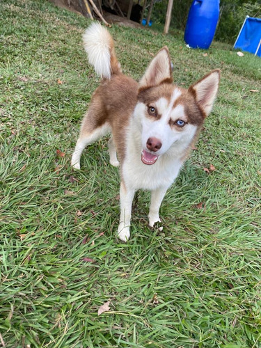 Cachorros Pomsky Manto Rojo Disponibles Medellín Bogotá Cali