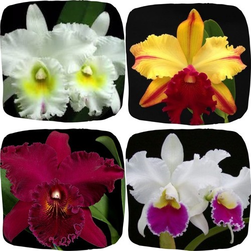 Kit 2 Orquídeas Cattleya De Flor Grande A Sua Escolha