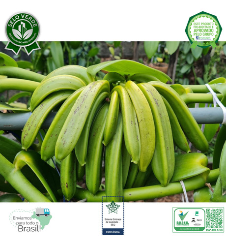 1 Muda Vanilla Pompona Baunilha Do Cerrado Pronta Entrega