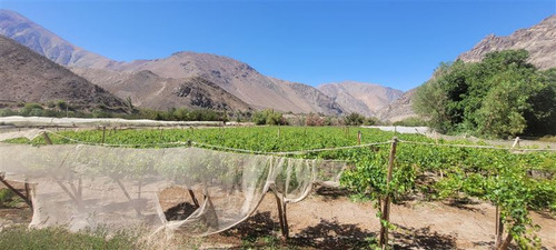 Agrícola En Venta En Vicuña
