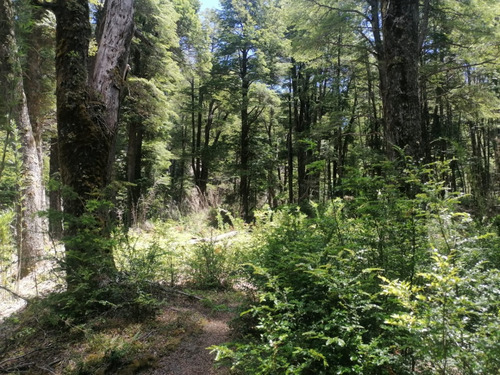 Lotes Terrenos Parcelas En Preventa Con Costa De Rio Paraje Rincón Ruta 231 Villa La Angostura