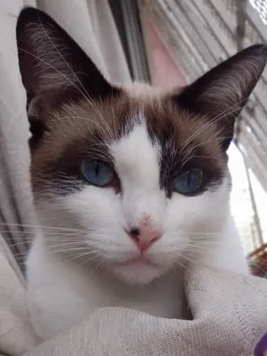 Gato En Adopción Siamés