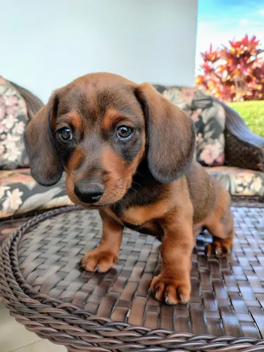 Filhote Dachshund Macho (mini)