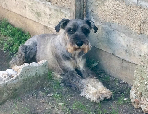 Schnauzer Mediano Con Pedigree Para Monta