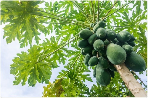 Semillas De Papaya