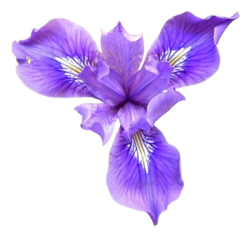 Iris Azul ( Planta ) , Iris Germanica Morada 30 Cm , Lirio