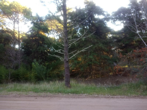 Imagen 1 de 6 de Gran Lote En Zona De Bosque, Hermoso Entorno!!!