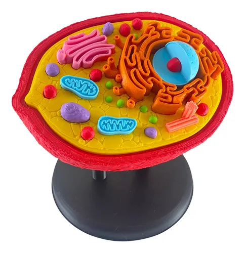 comprar Celula Eucariota Animal Maqueta Biologia