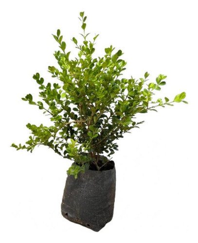 Plantas Para Cerco Vivo Buxus Sempervirens Pack X90