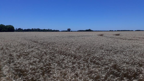 Imagen 8 de 15 de Campo Para Desarrollo Inmobiliario En Los Cardales - Reynolds Propiedades