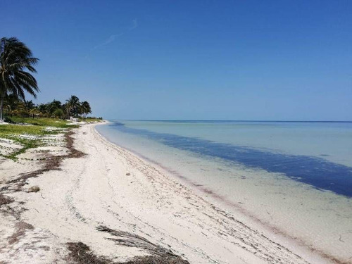 Terreno En Venta  Frente A La Playa De San Crisanto, Yucatán