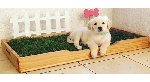 Imagen 3 de 9 de Baño Ecologico Perros Gatos Mascotas De Pasto Natural 90x50