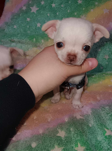 Hermosos Chihuahua Cabeza Manzana Muy Pequeños