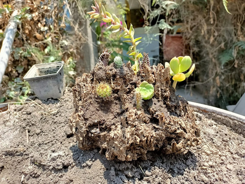 Piedra Decorativa Con Flora Viva