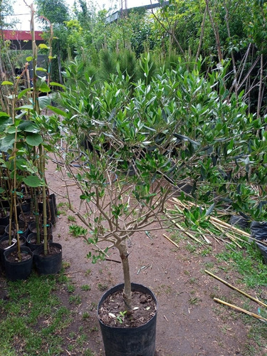Imagen 2 de 8 de Olivo Arbol - 3 Años 1.3 Mts. Vivero Hab X Senasa E.gratis