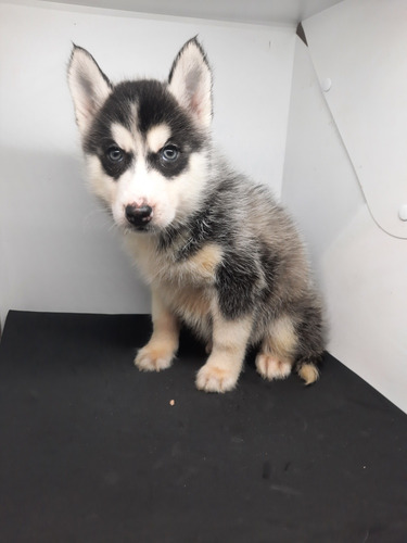 Cachorros Siberianos Husky Puros