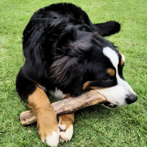 Brinquedo Cachorro Pet Mordedor Wood Extreme Hard 24h Cor Nude