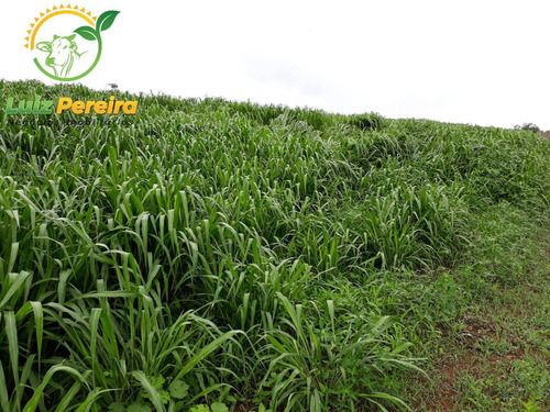 Imagem 11 de 12 de Fazenda A Venda Em Santa Maria - 1.074,48 Hectares (dupla Aptidão) - 2085