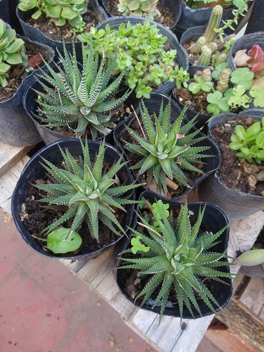 Haworthia Fasciata - Suculenta En Maceta De Cultivo N°12