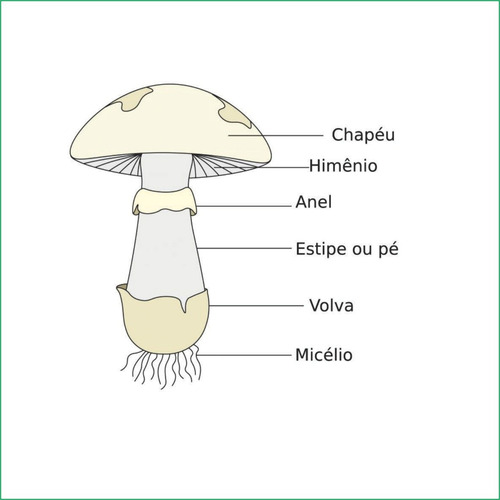Cogumelo Shitake Petri Colonizada Semente Lentinula Edodes