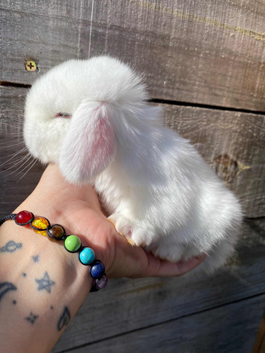 Holland Lop