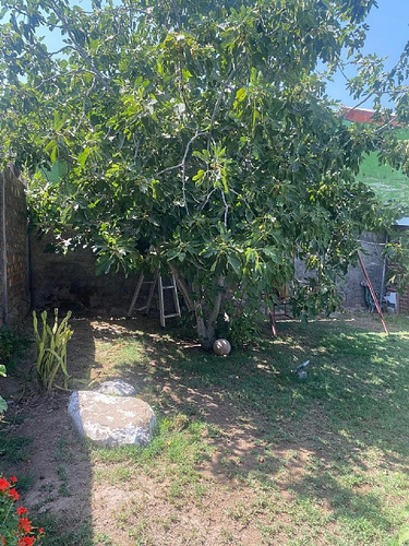 El Panul / Maria Angelica