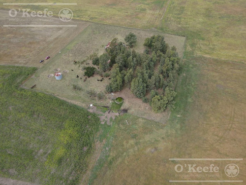 Imagen 4 de 20 de Campo De 155 Has En Venta En Benito Juarez - 100 % Agrícola