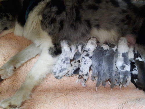 Imagen 4 de 9 de Cachorros Border Collie