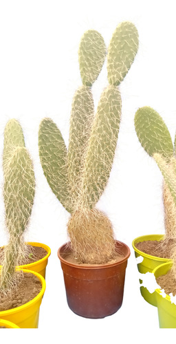 3 Cactus Grandes De 50 Cm
