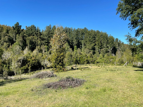 Campo