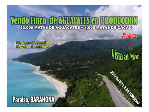 Vendo Finca De Aguacate En Produccion En Paraiso, Barahona,  255,600 Mts.2, Vista Al Mar De Oportunidad