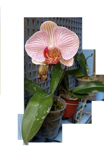 Orquídea Phalaenopsis, Cattleya Y Plantas Carnívoras