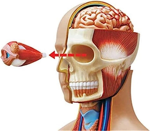 Imagen 4 de 8 de 4d Cuerpo Humano Modelo Anatómico 626301