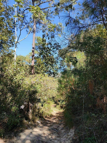 Imagen 12 de 12 de Terreno En Venta Los Pinares El Tuito