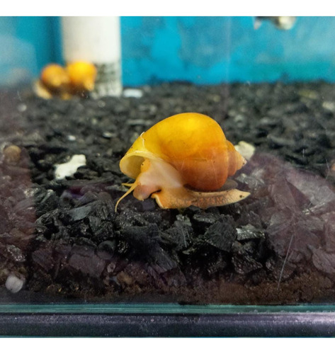 Ampulária Pomacea Diffusa ( Caramujo ) - Kit Com 3 Unid.