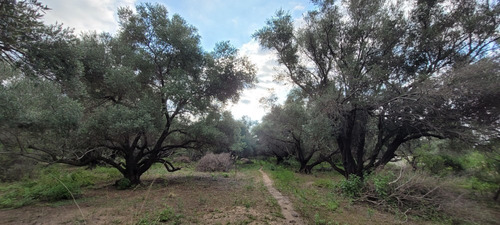 Imagen 21 de 27 de Oportunidad Hermoso Campo Productivo Las Tapias