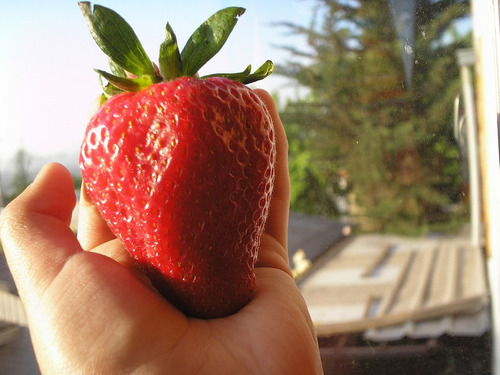 Semillas De Frutilla Gigante Alta Germinación Pack.