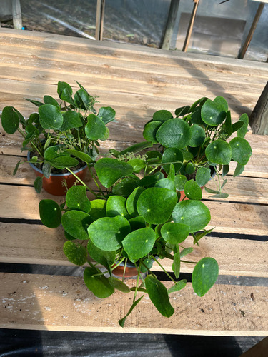 Pilea Peperomioides Plantas De Interior