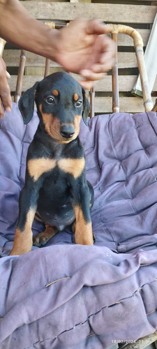 Cachorros Doberman Negro Medellin Animal Pets Colombia 