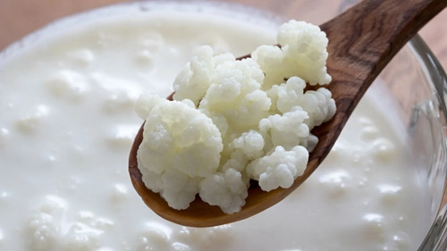 Búlgaros De Leche Kefir 100 Gramos