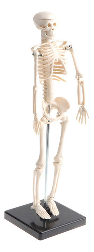 42cm Modelo De Esqueleto De Cuerpo Humano De Niños Equipo